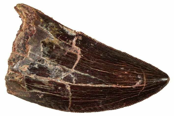 Serrated, Carcharodontosaurus Tooth - Real Dinosaur Tooth #329899